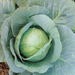 Hybrid Green Cabbage - Pennant