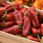 Hybrid Red Mini Pepper - Peppi Red
