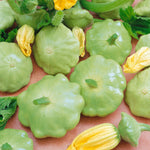 OP Scallop Squash - Peter Pan