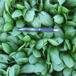 Hybrid Spinach - Piano