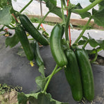 Hybrid Persian Cucumber - Picolino