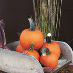 Hybrid Small/Pie Pumpkin - Pik-A-Pie