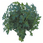 OP Plain Parsley - Plain 2