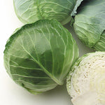 Hybrid Green Cabbage - Platinum Dynasty