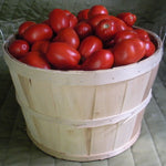 Hybrid Roma/Saladette Red Tomato - Plum Regal