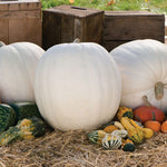 Hybrid White Pumpkin - Polar Bear