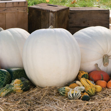 Hybrid White Pumpkin - Polar Bear