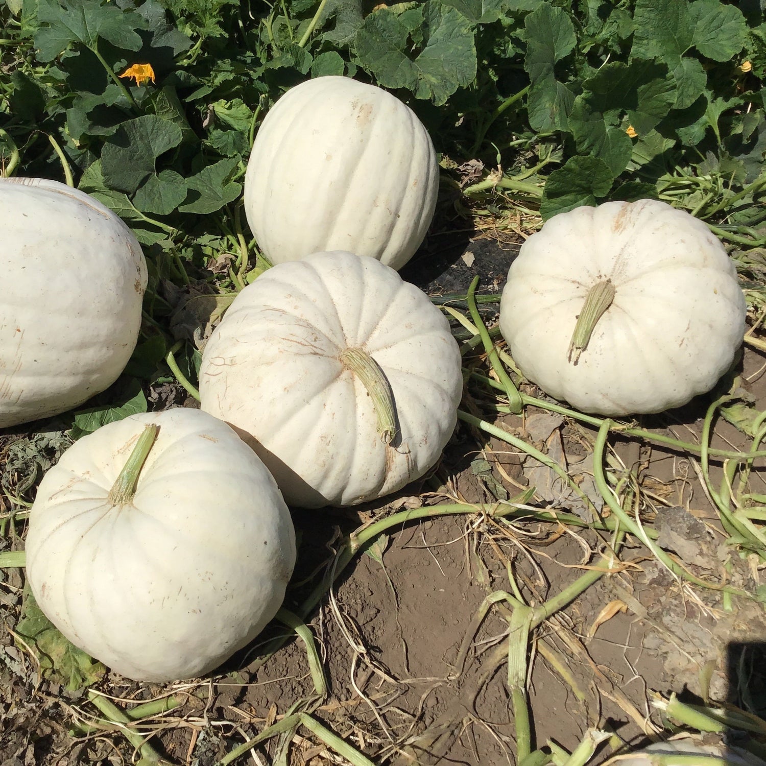 Hybrid White Pumpkin - Polar Bear