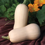 Hybrid Butternut Squash - Polaris
