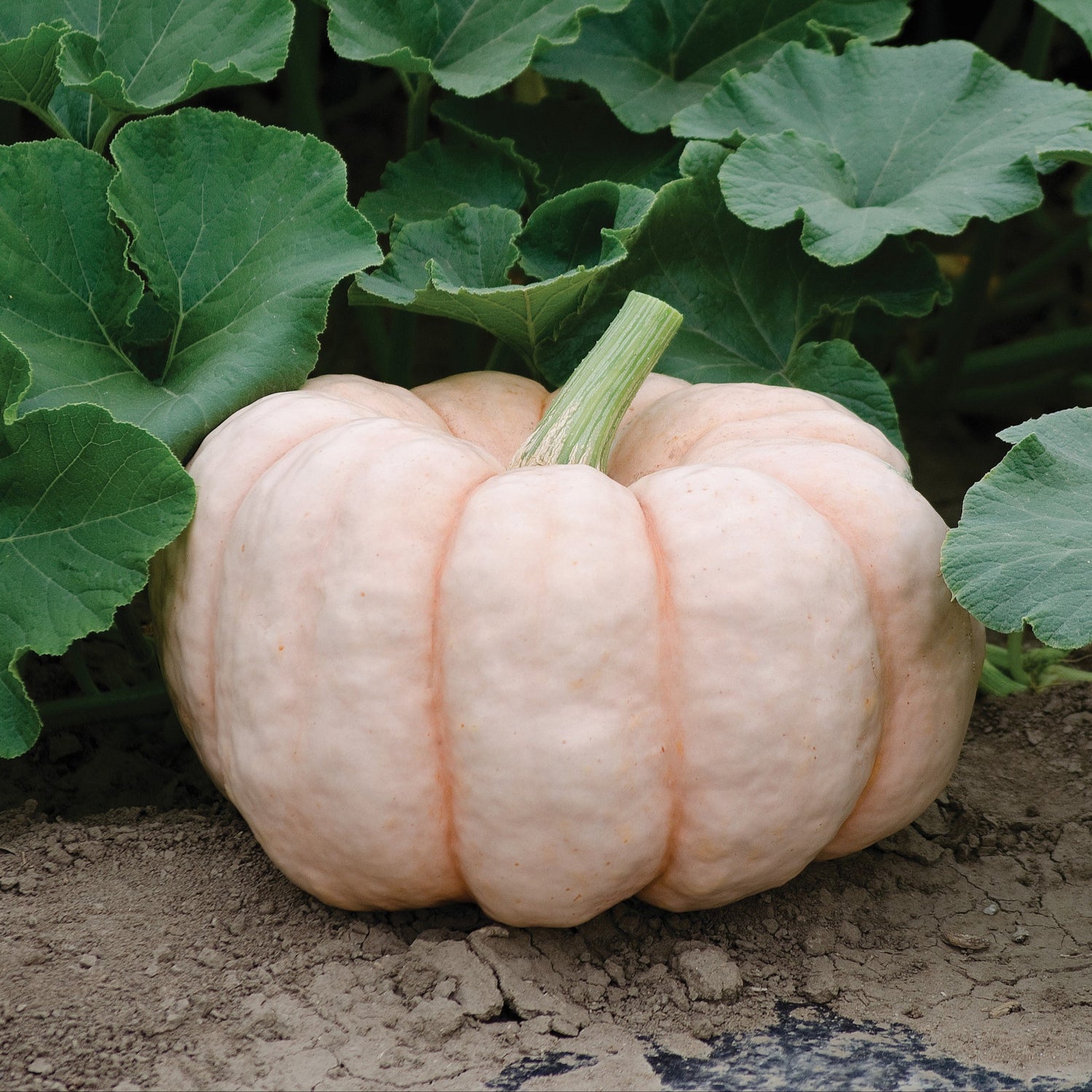 Hybrid Specialty Pumpkin - Porcelain Doll