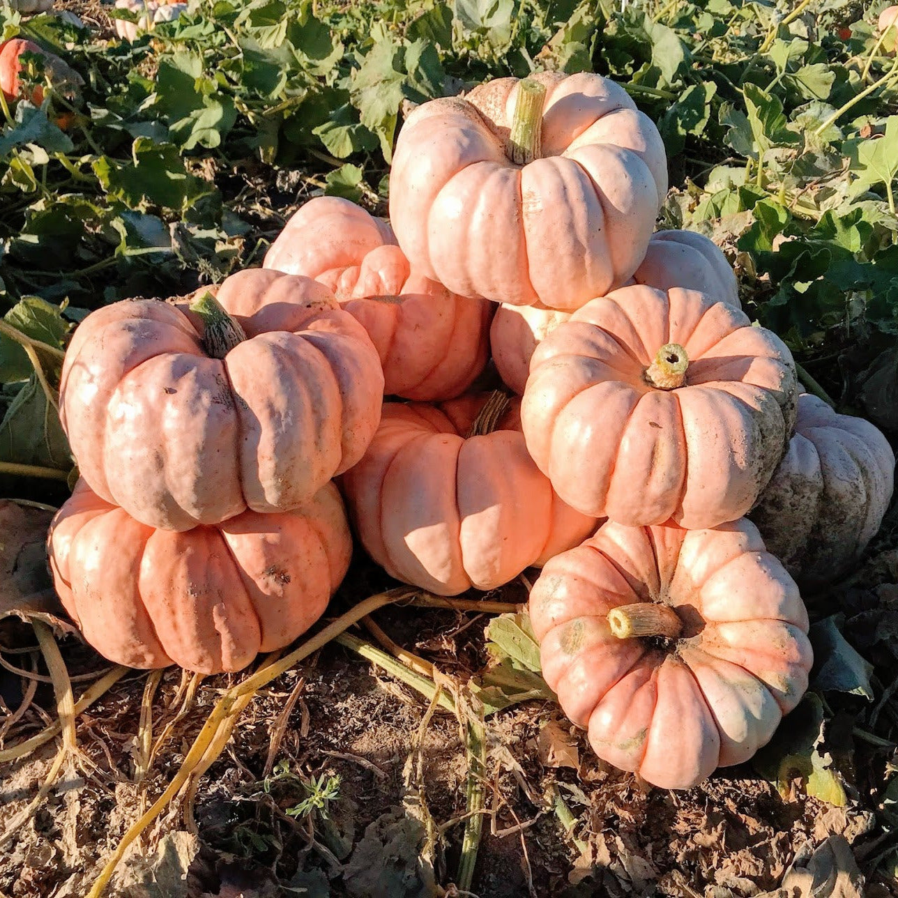 Hybrid Specialty Pumpkin - Porcelain Doll