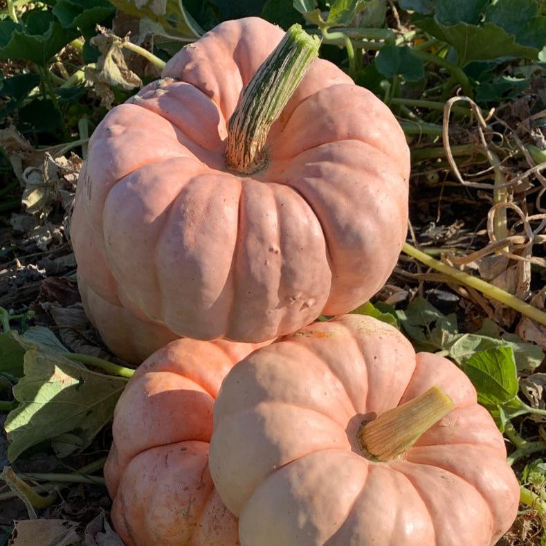 Hybrid Specialty Pumpkin - Porcelain Doll