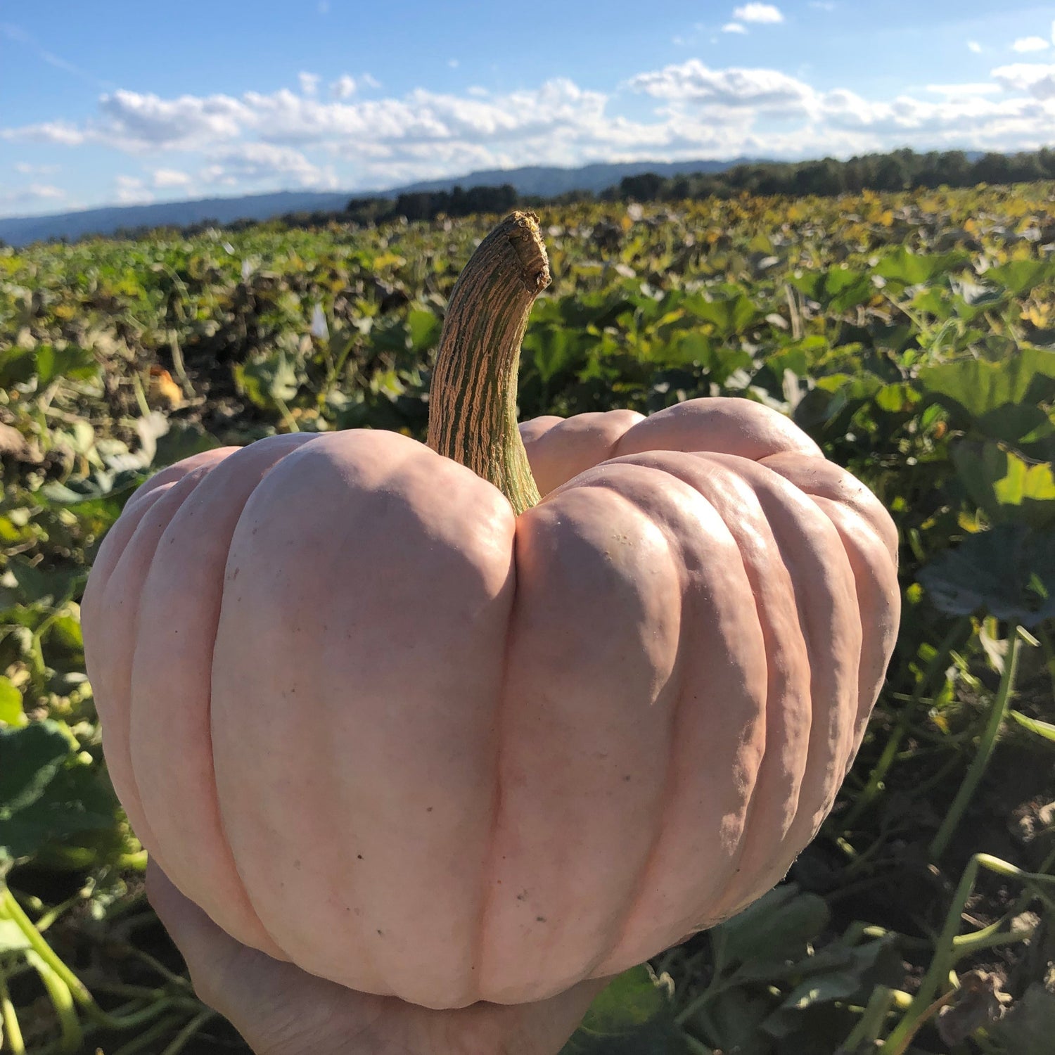 Hybrid Specialty Pumpkin - Porcelain Princess