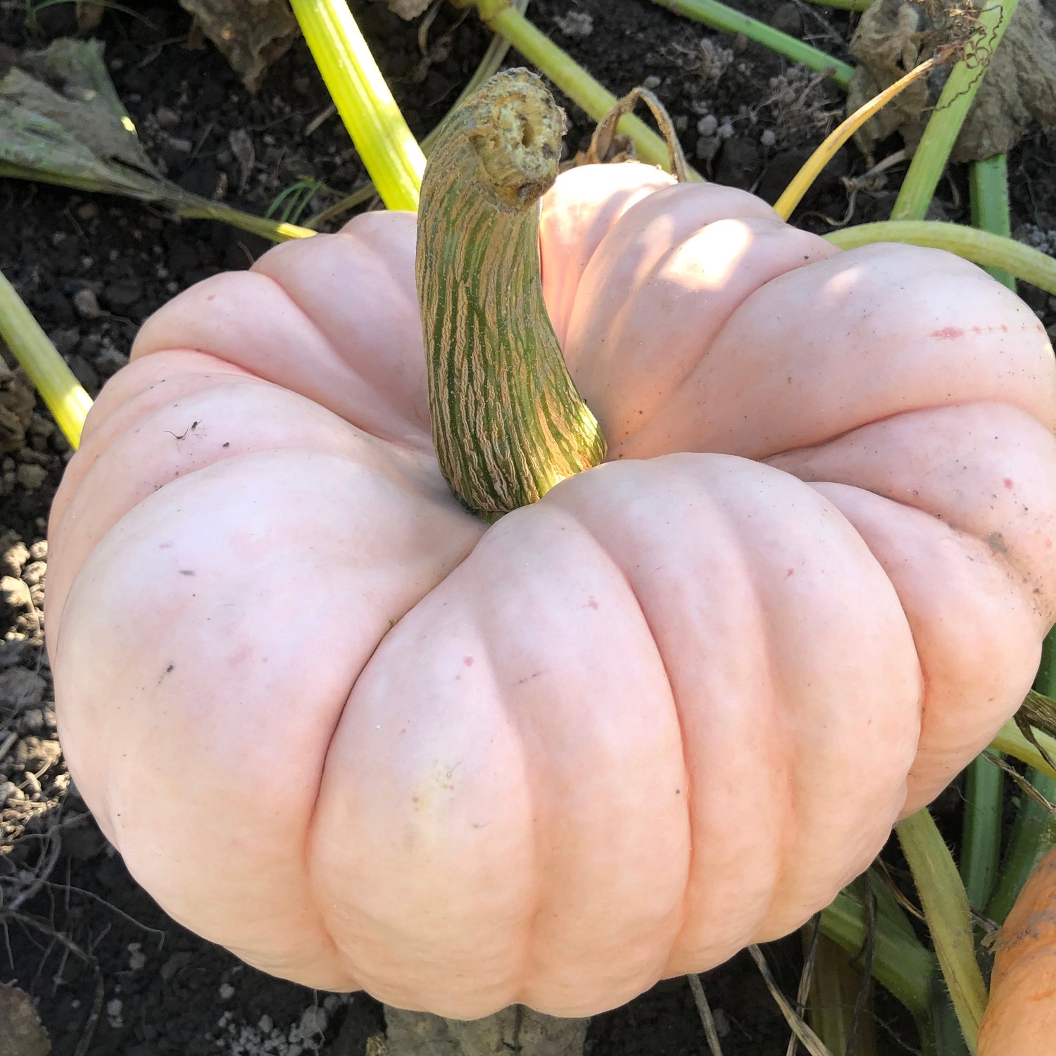 Hybrid Specialty Pumpkin - Porcelain Princess