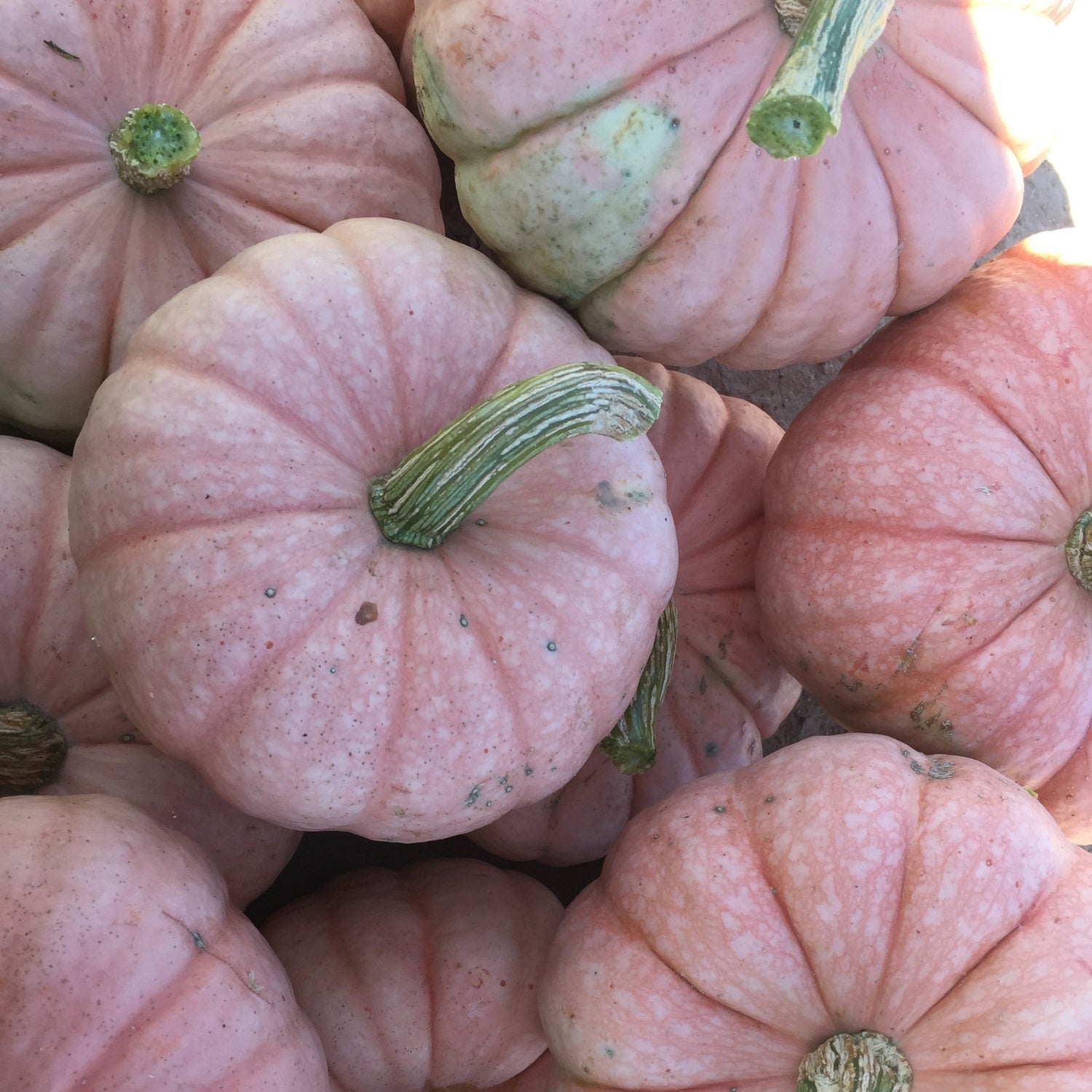 Hybrid Specialty Pumpkin - Porcelain Princess