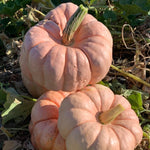 Hybrid Specialty Pumpkin - Porcelain Doll Improved