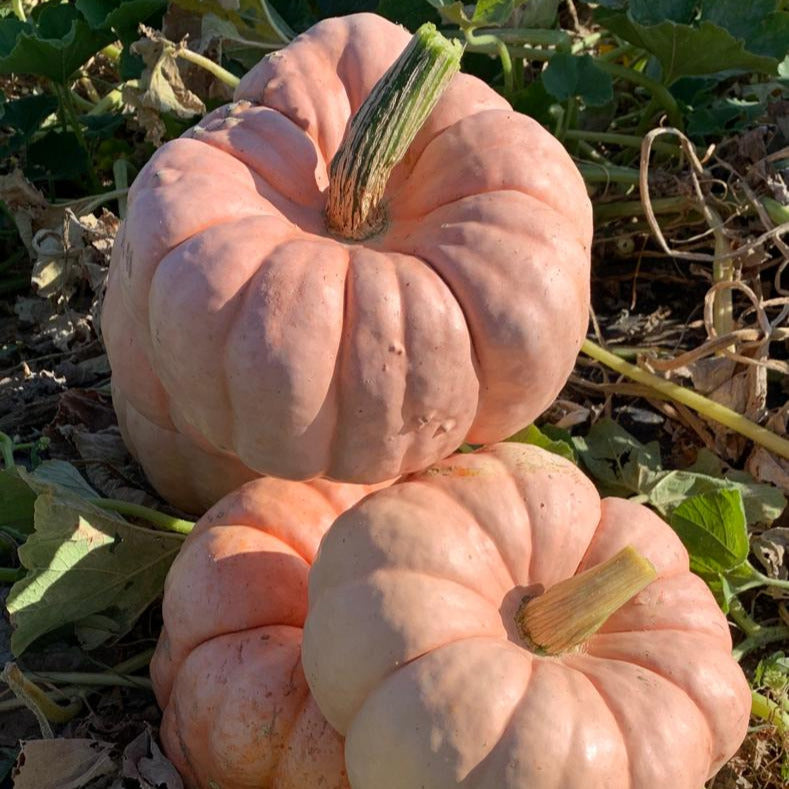 Hybrid Specialty Pumpkin - Porcelain Doll Improved