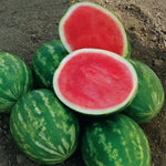 Hybrid Triploid (Seedless) Crimson Sweet Rind Watermelon - Powerhouse