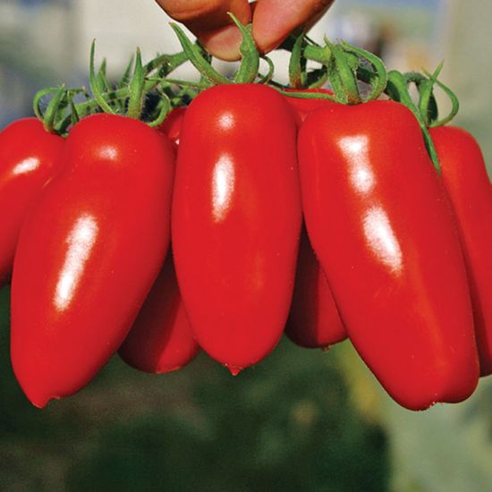 Hybrid San Marzano Tomato - Pozzano