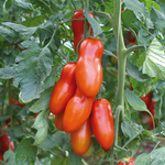 Hybrid San Marzano Tomato - Pozzano