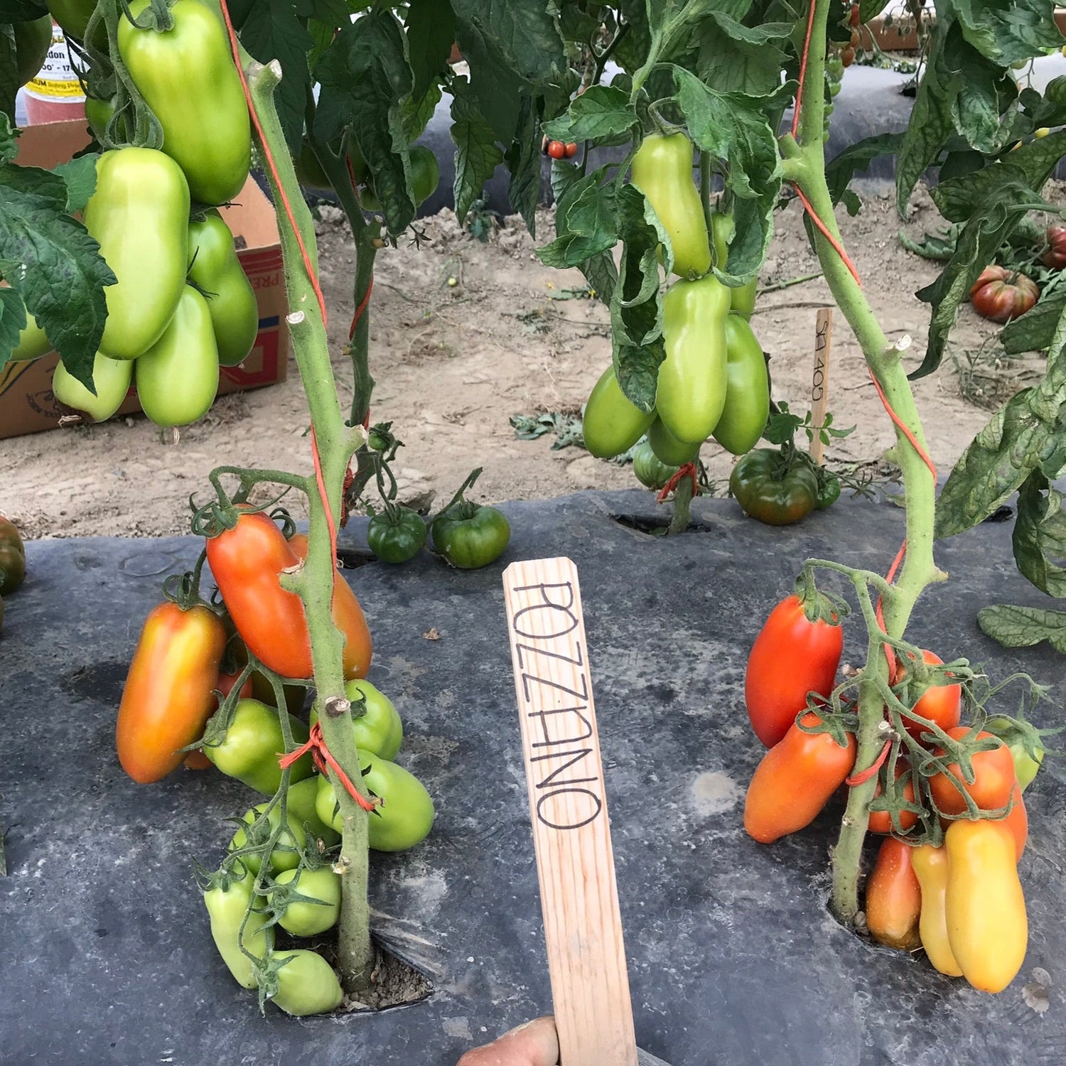 Hybrid San Marzano Tomato - Pozzano