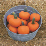 Hybrid Small/Pie Pumpkin - Prankster