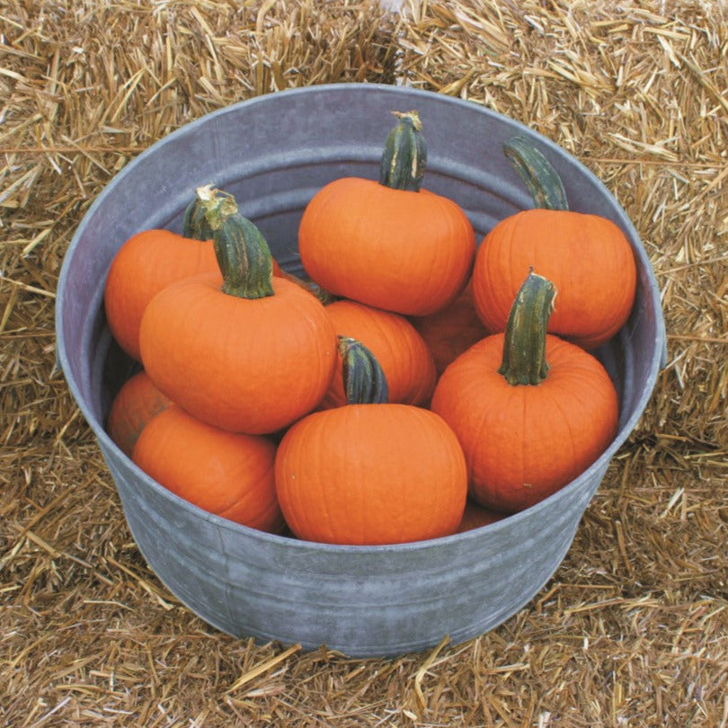 Hybrid Small/Pie Pumpkin - Prankster