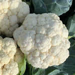 Hybrid White Cauliflower - Prestique