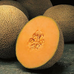 Hybrid Cantaloupe - Primo