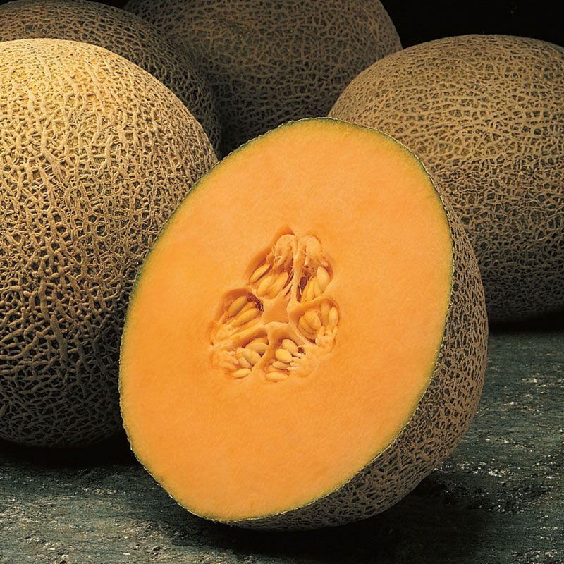 Hybrid Cantaloupe - Primo