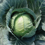 Hybrid Green Cabbage - Primo Vantage