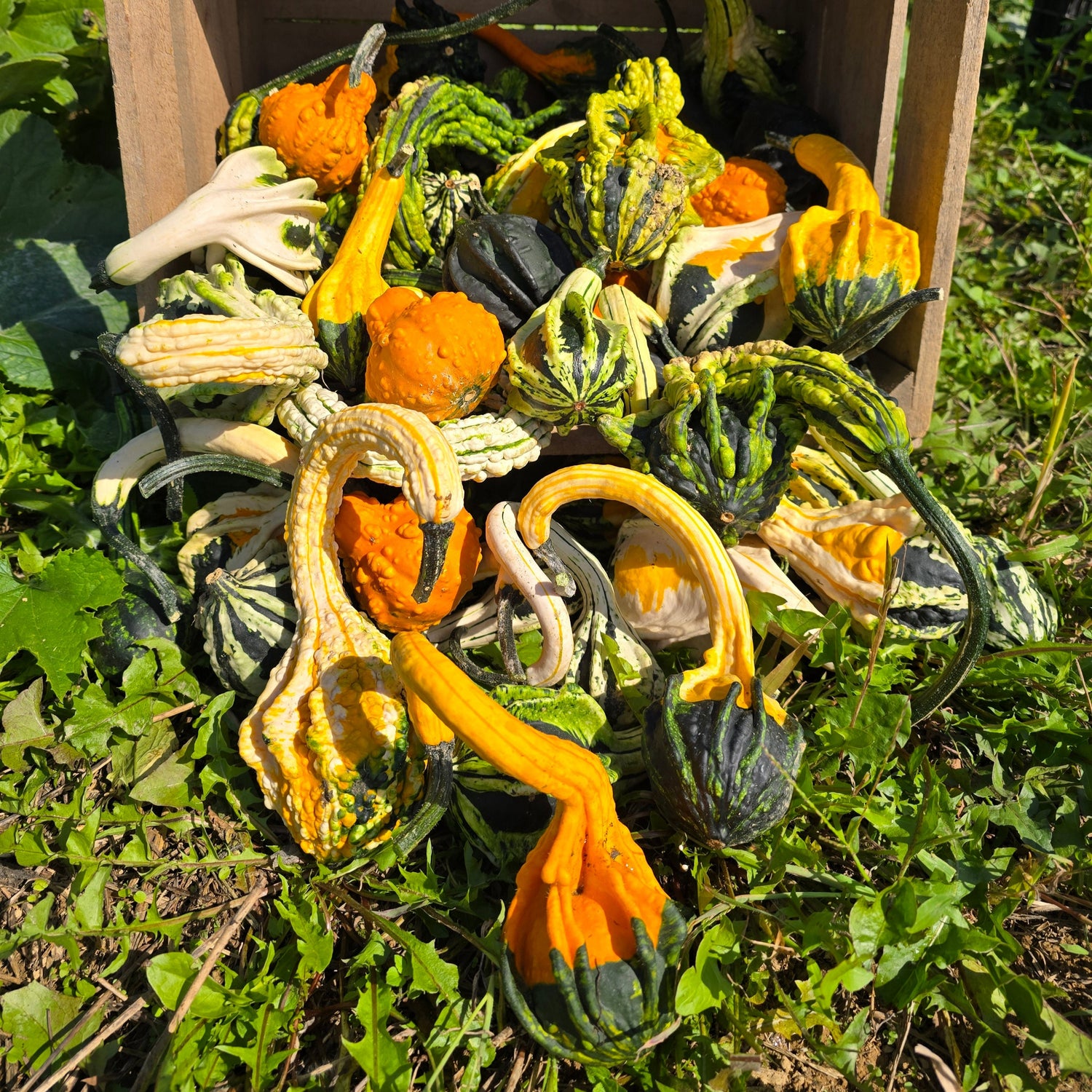Hybrid Small Gourd - Princess Mix