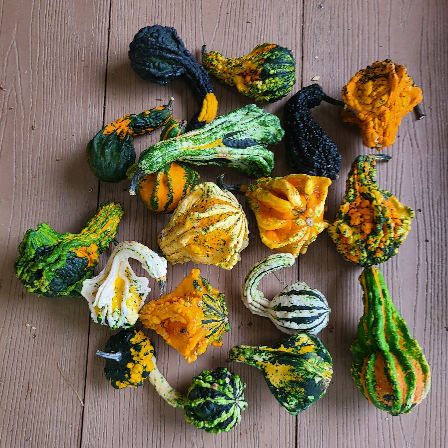Hybrid Small Gourd - Princess Mix