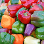 Hybrid Multicolored Bell Pepper - Prism Mix