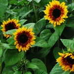 Hybrid Sunflower - Procut Bicolor
