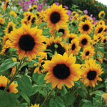 Hybrid Sunflower - Procut Orange