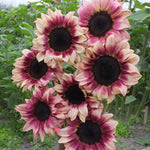 Hybrid Sunflower - Procut Plum