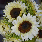 Hybrid Sunflower - Procut White Lite