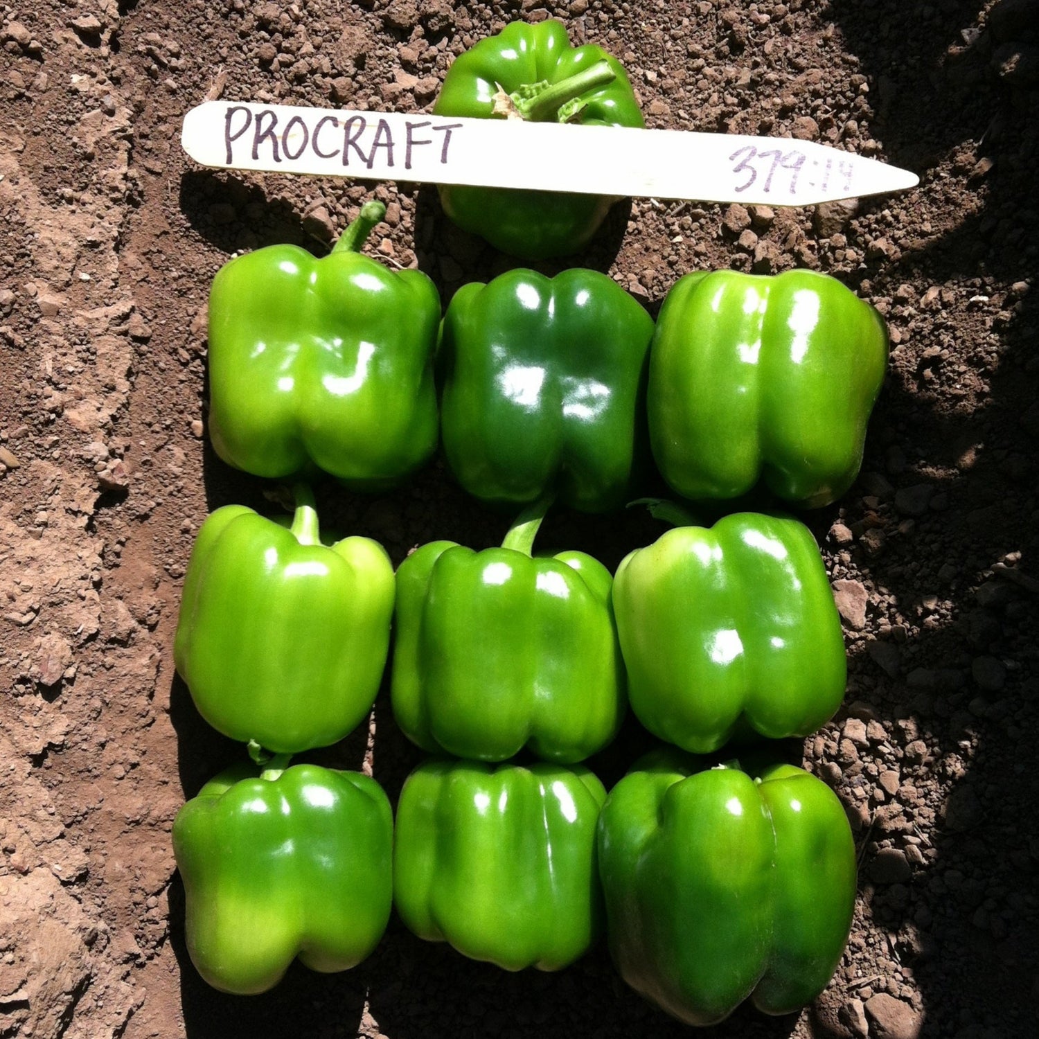 Hybrid Red Bell Pepper - Procraft