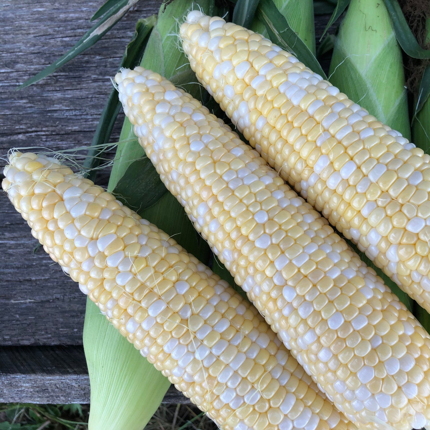 Hybrid Sugar Enhanced Bicolor Corn - Progression