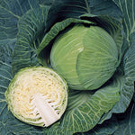 Hybrid Green Cabbage - Promise