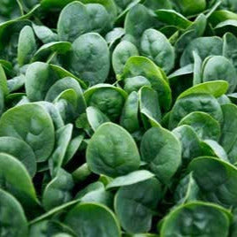 Hybrid Spinach - Prosper