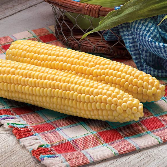 Hybrid Supersweet Yellow Corn - Protector