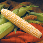 Hybrid Sugar Enhanced Bicolor Corn - Providence