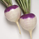 Hybrid Turnip - Purple Prince