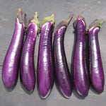 Hybrid Oriental Eggplant - Purple Shine