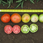 Hybrid Round Red Tomato - QualiT 23