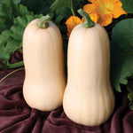 Hybrid Butternut Squash - Quantum