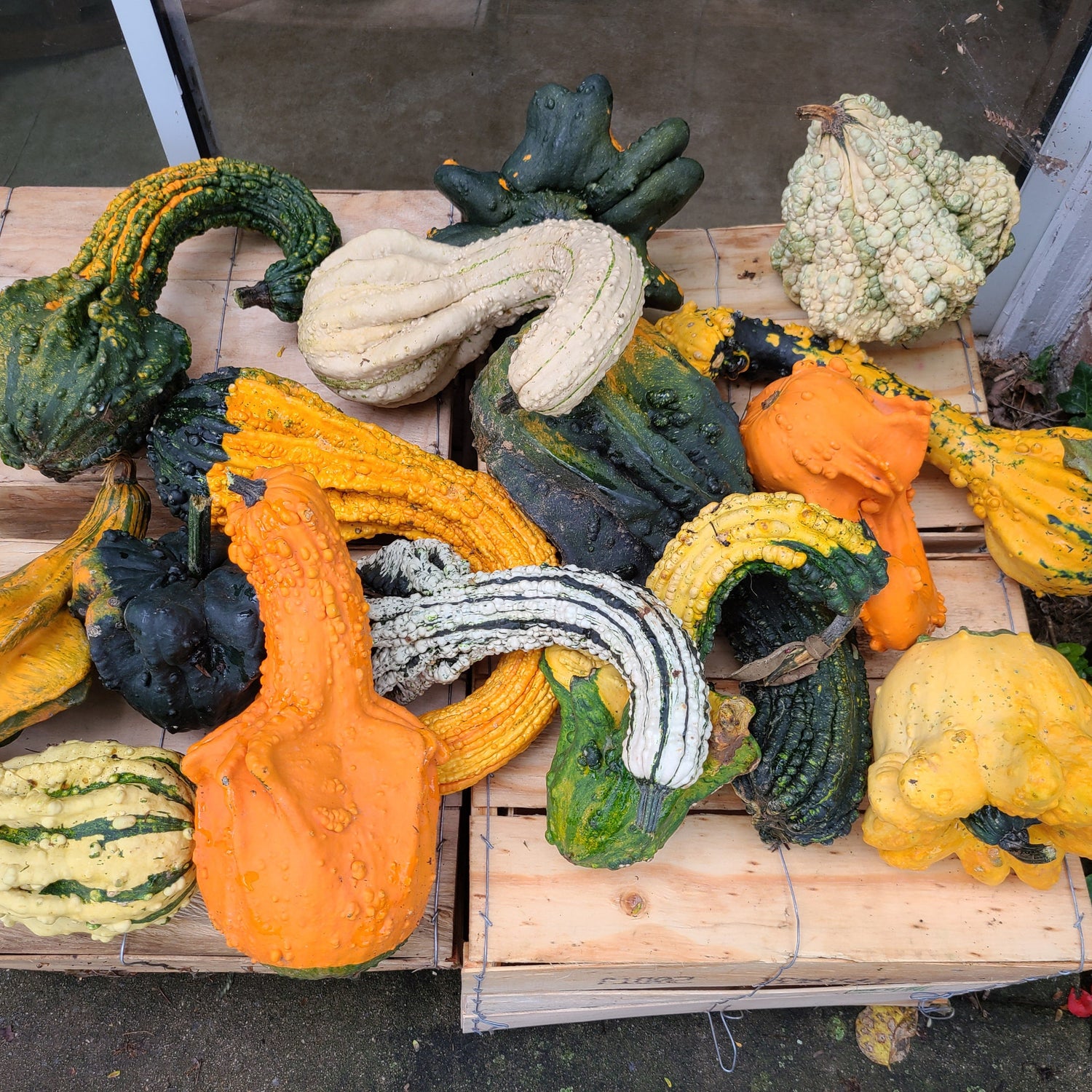 OP Large Gourd - Queens