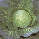 Hybrid Green Cabbage - Quick Start